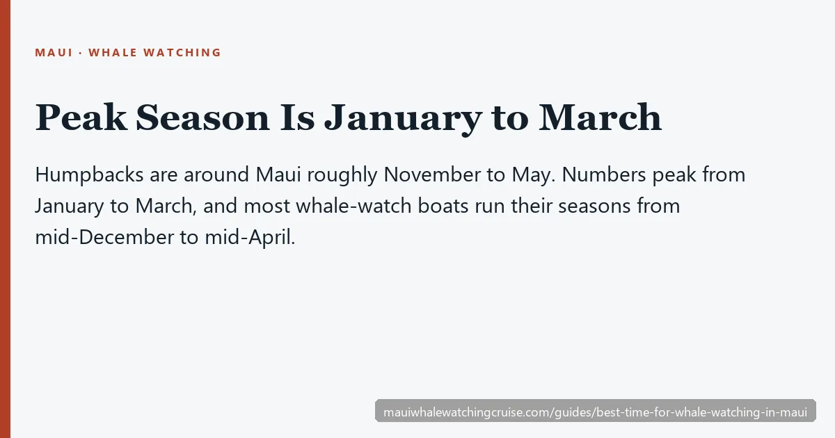 Maui humpback season timeline: whales roughly November to May, peak January to March