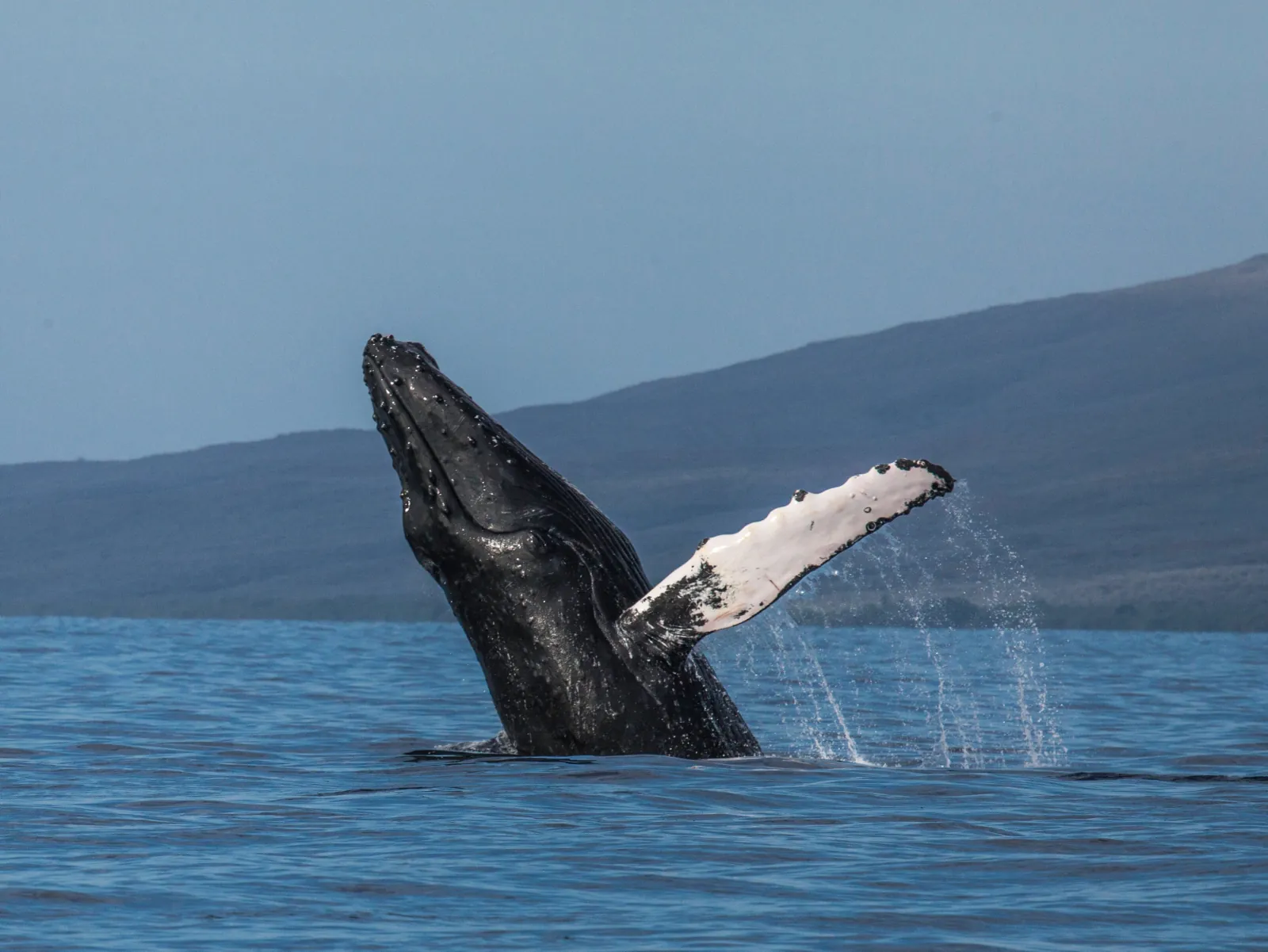 A dark humpback rises from blue water with a white pectoral fin raised, hills behind