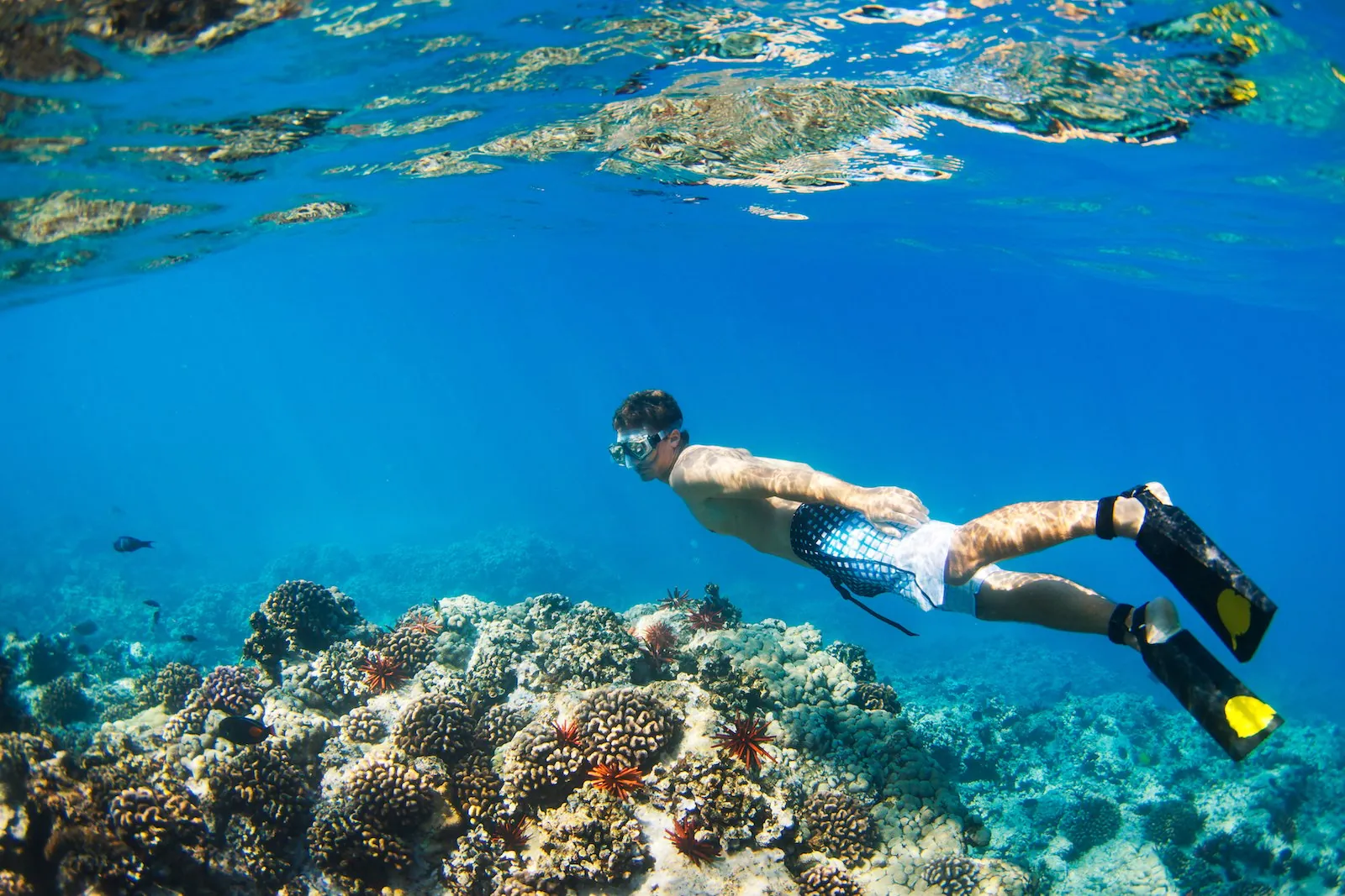 Snorkeler with fins gliding over coral and red-spined sea urchins