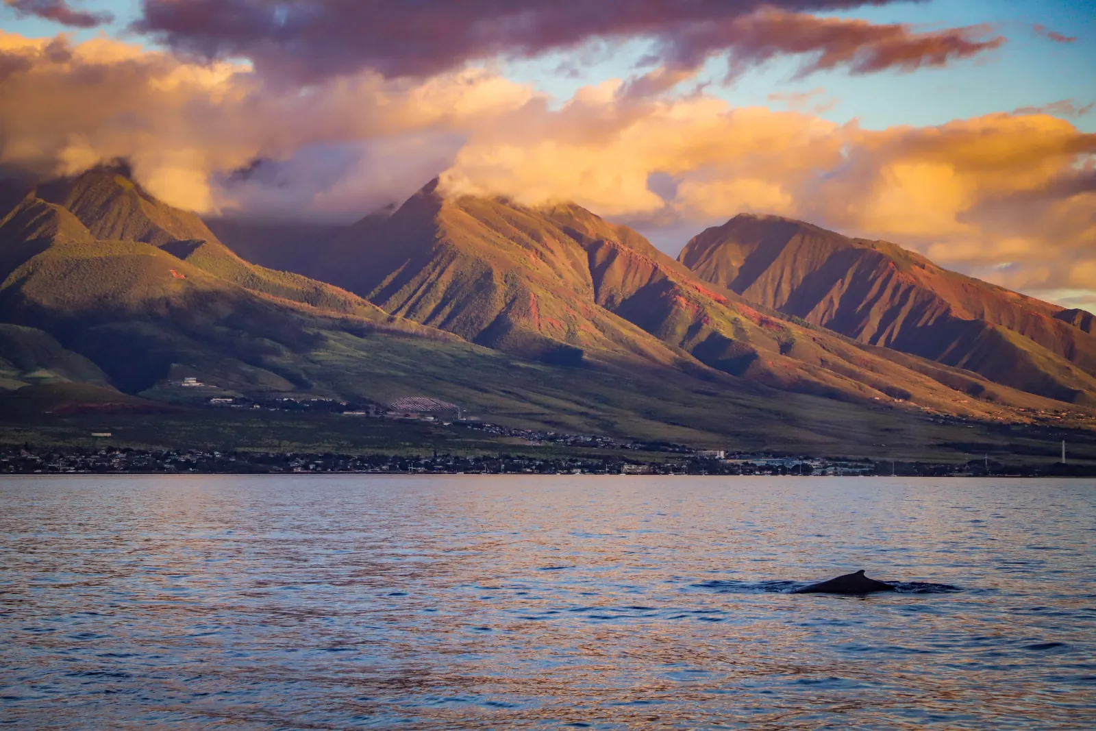Humpback whale's back breaking calm water below sunlit mountains and a coastal town