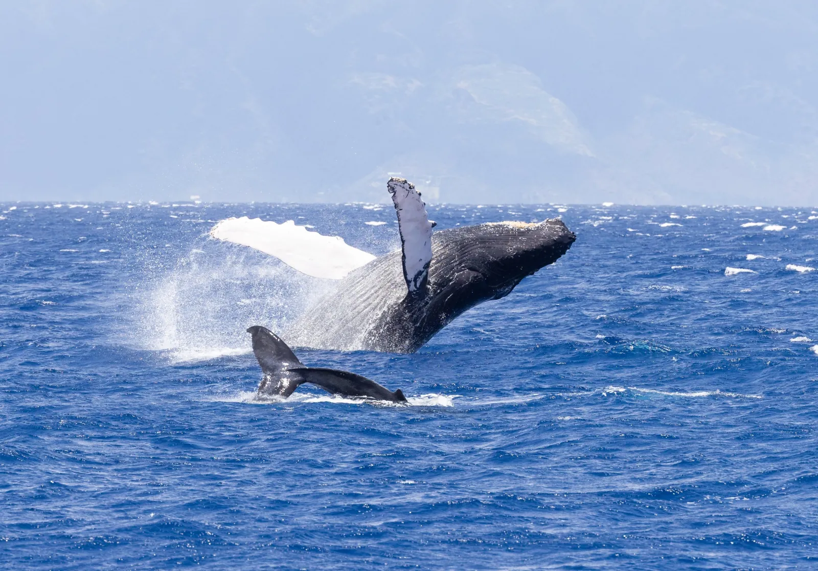Adult humpback breaching beside a calf's raised tail, mountains in the haze