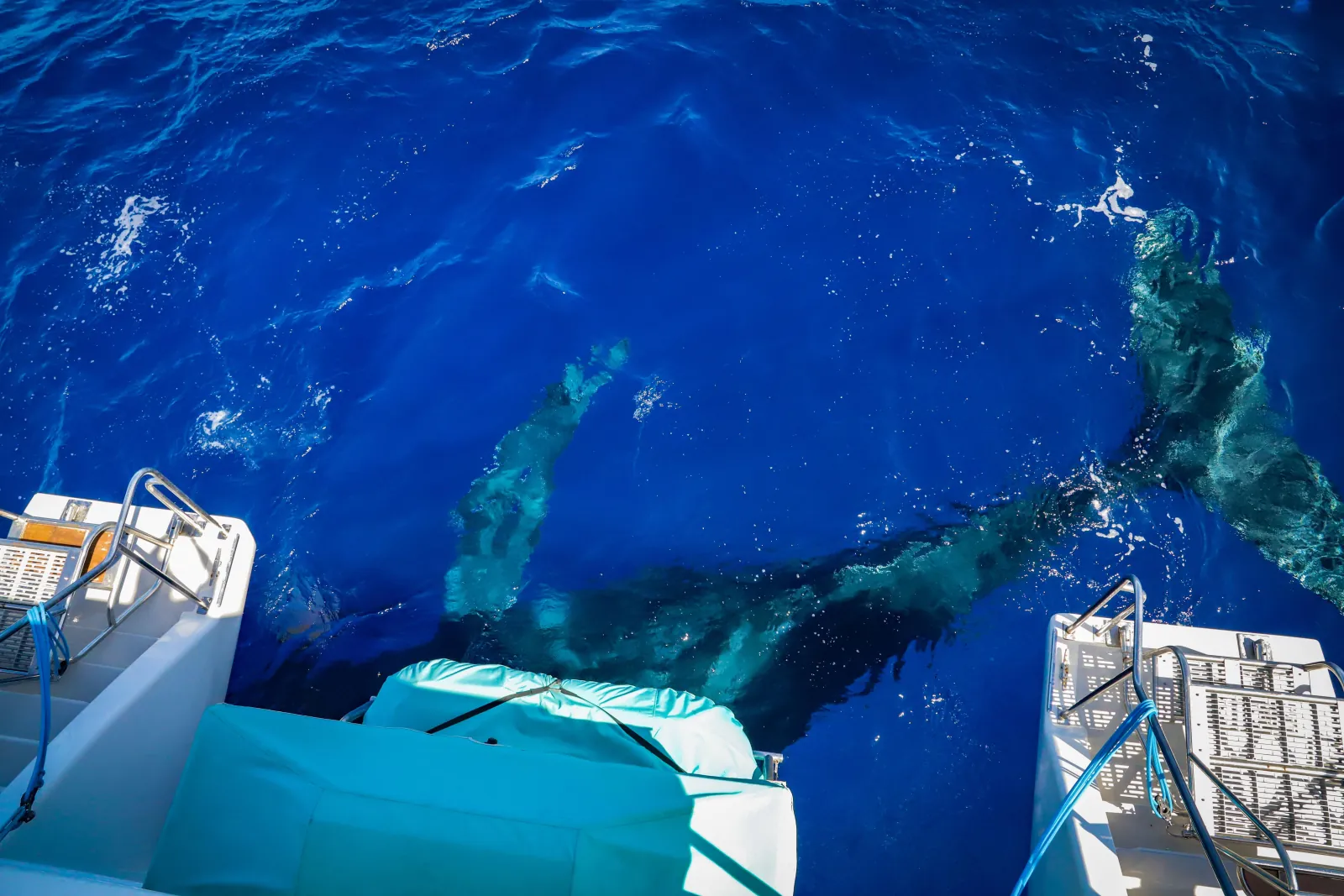 Humpback whales visible under clear blue water off the stern of a catamaran
