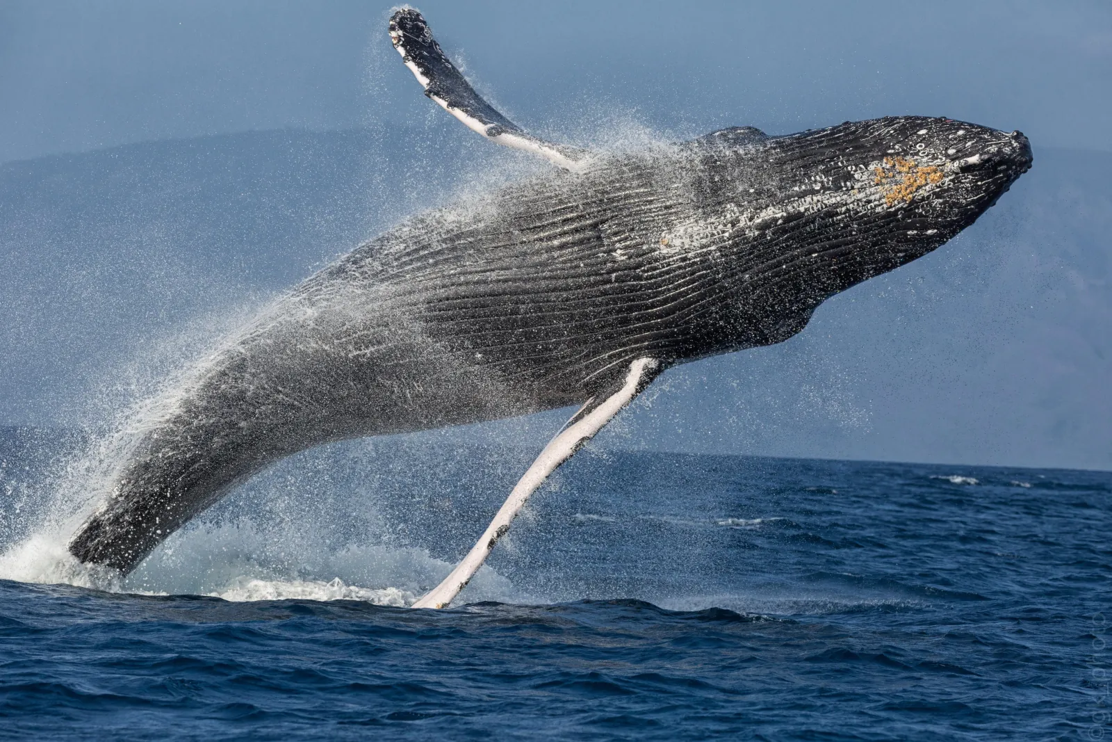 Humpback whale breaching with pectoral fins raised and spray flying, mountains behind