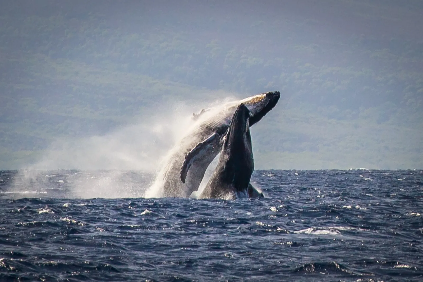 A humpback whale breaches in a burst of spray in front of a green hillside