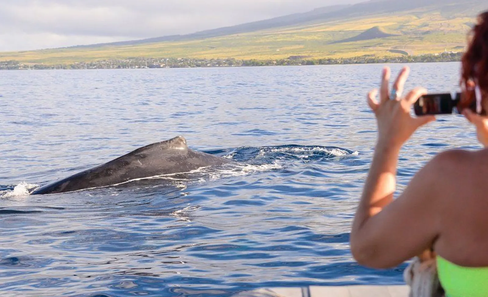 A guest photographs the dark back and dorsal fin of a humpback surfacing nearby