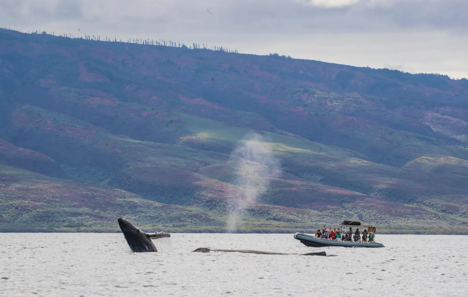 A humpback breaches and another blows near a raft of guests below green hills