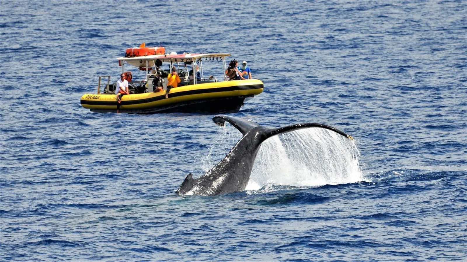 A humpback tail lifts from the water with spray as guests watch from a yellow raft
