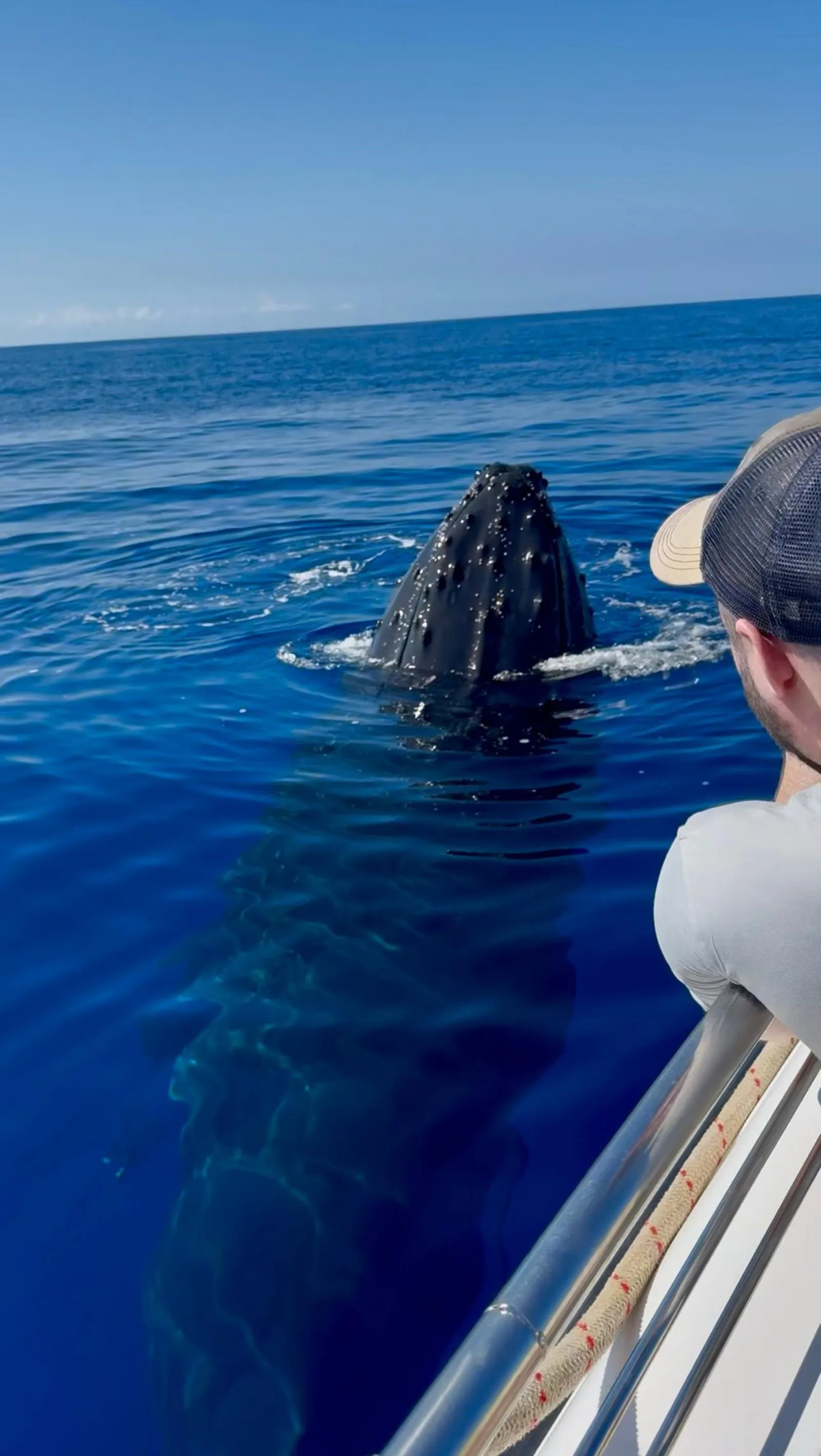 A humpback lifts its head straight out of calm blue water beside a boat