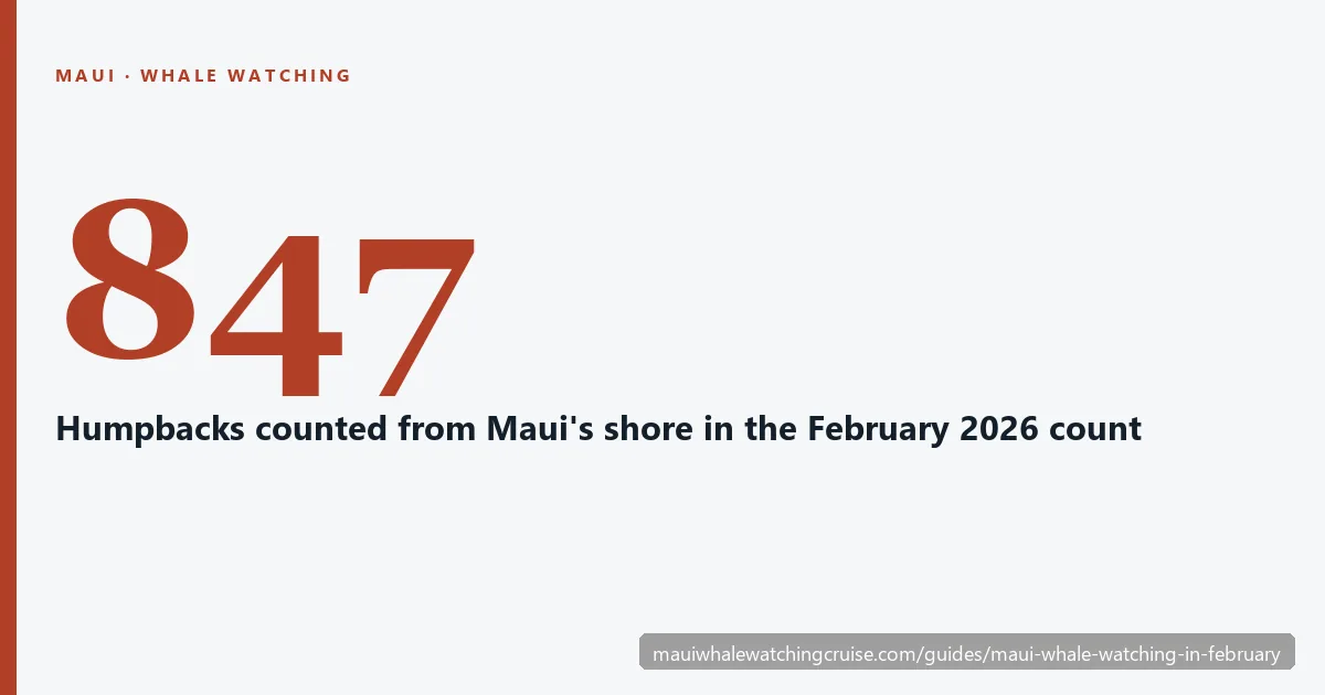 847 humpback whales counted from Maui's shore in the February 2026 count