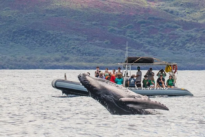 Maui Eco-Raft Tour: Eye-Level Whale or Dolphin Watching - Lahaina