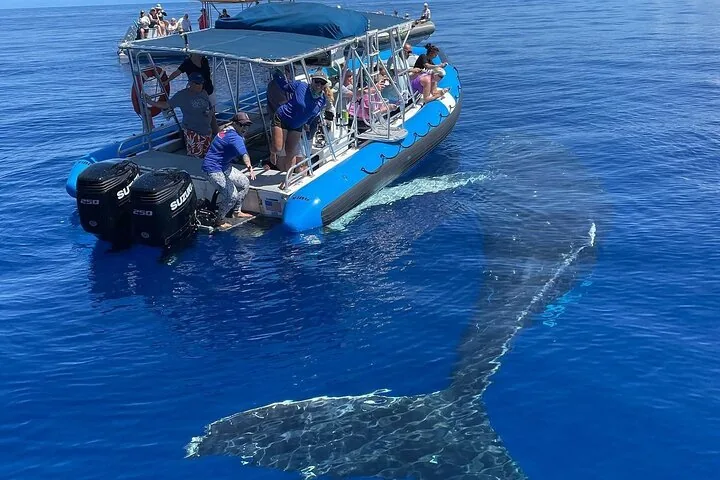 Overhead view of a humpback gliding just under the surface beside a blue raft