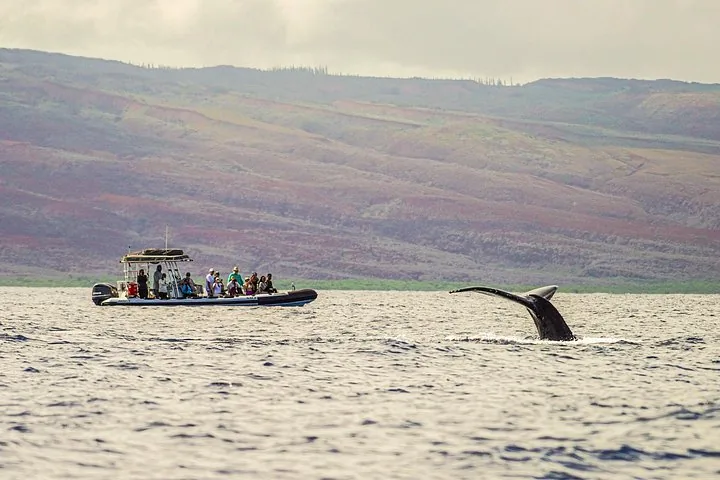 Humpback tail rising near a raft of guests, with reddish hillsides behind