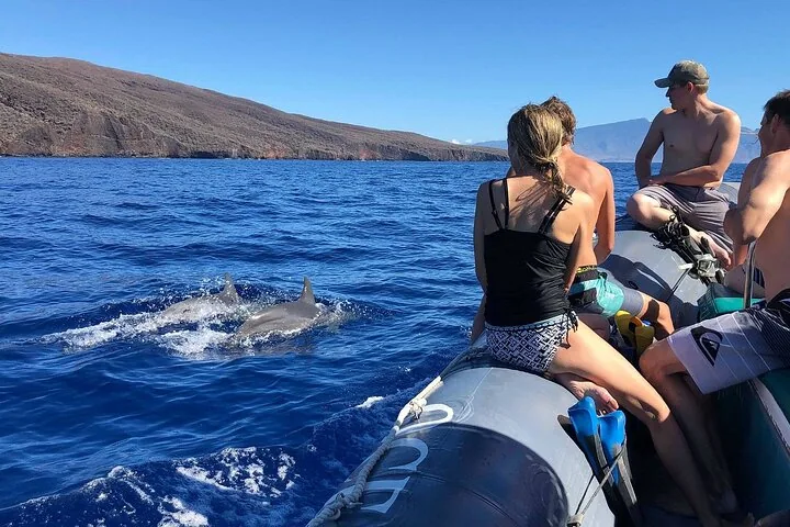 Guests sitting on a raft tube watching two dolphins swim alongside near a rocky coast