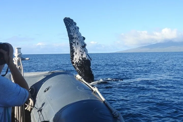 Humpback pectoral fin raised high beside a grey raft as a guest takes a photo