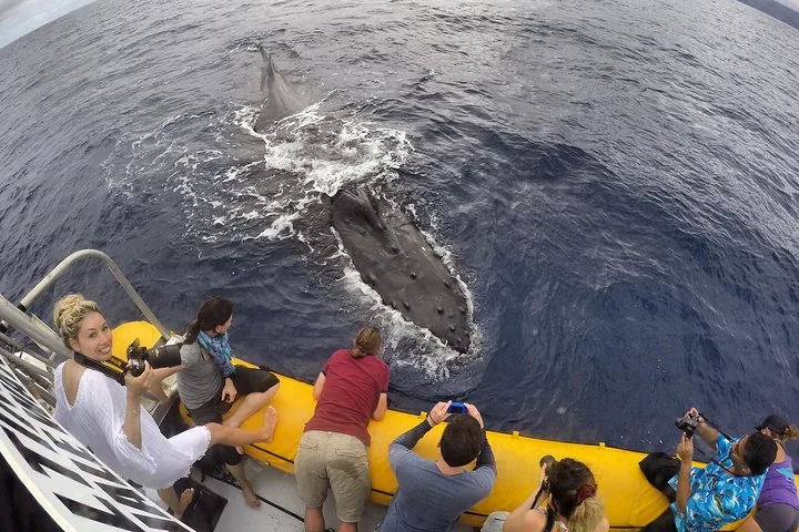 Maui: VIP (12 Guests ONLY) Ultimate Whale Watch