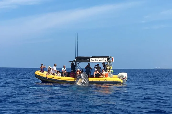Yellow Ultimate Whale Watch raft with guests as a humpback head rises beside it