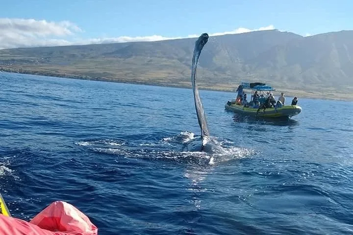 Humpback raising a long pectoral fin with a raft and coastal mountains behind