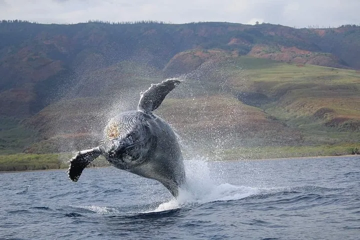 Humpback breaching with pectoral fins spread in front of green and red hillsides
