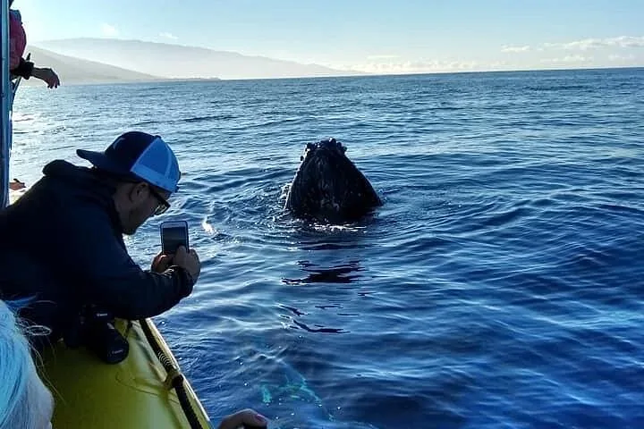 Guest leaning over a raft tube to photograph a humpback head out of the water