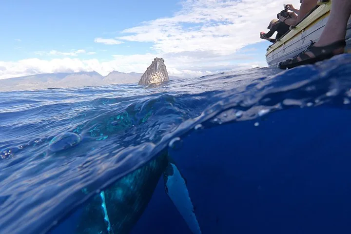 Split-level shot of a humpback head above water and its body below beside a raft