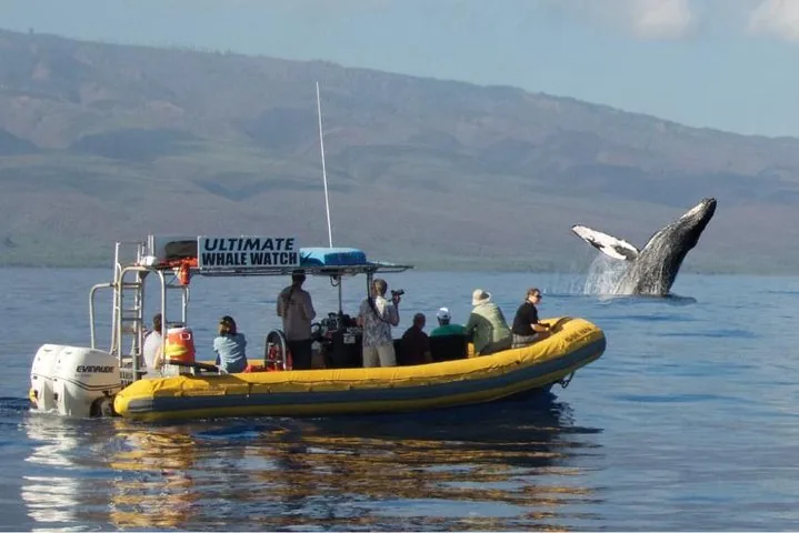 Yellow Ultimate Whale Watch raft with guests as a humpback breaches beyond it, hills behind
