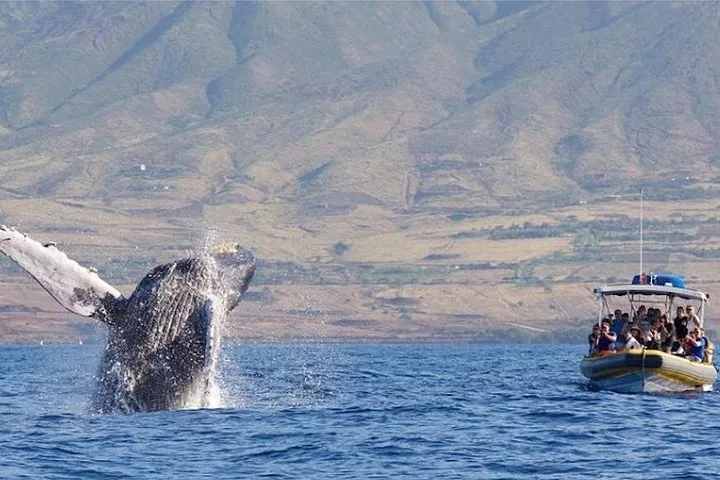 Humpback breaching with a pectoral fin raised near a raft full of guests