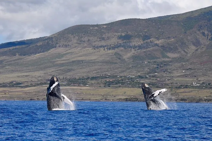 Two humpbacks breaching side by side in front of dry green hillsides