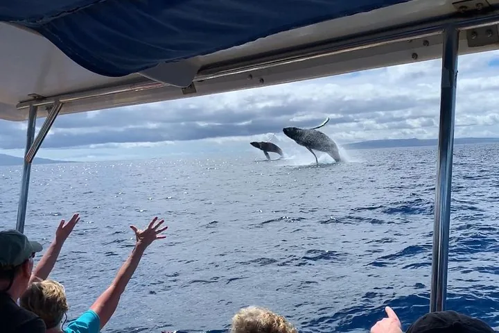 Guests under a raft canopy raising their arms as two humpbacks breach