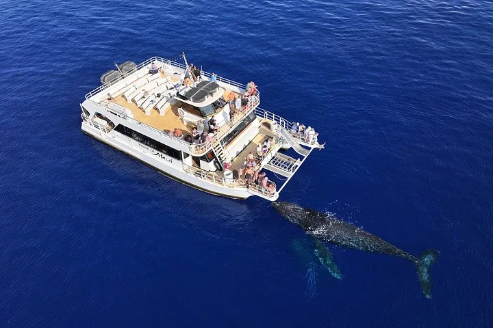Maui: Whale Watch and Turtles Snorkel