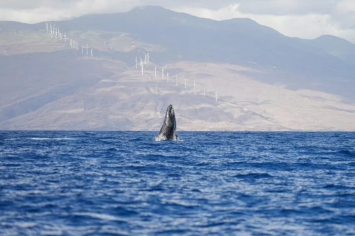 Humpback rising head-up from the sea in front of a dry slope lined with wind turbines