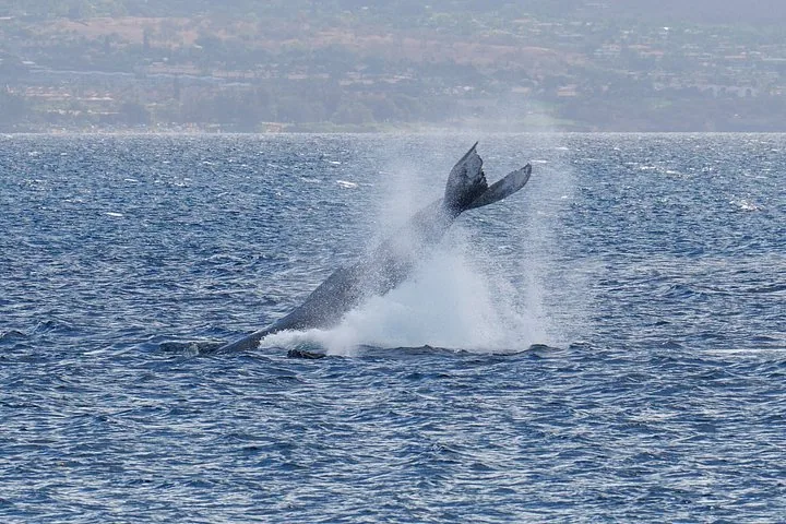 Humpback throwing its tail in a burst of spray off a hazy built-up coast