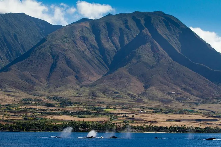 Several humpback blows rising offshore below steep, ridged mountains and a palm-lined shore