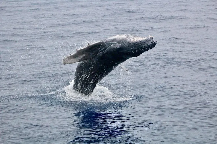 Young humpback leaping from grey-blue water with one pectoral fin outstretched