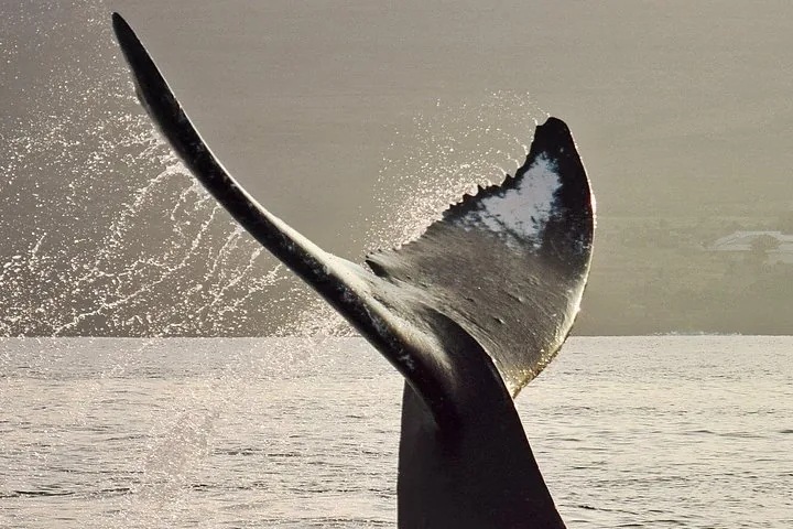Backlit humpback tail fluke raised high, water spraying off in golden evening light