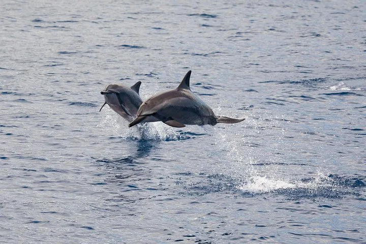 Two dolphins leaping together out of calm grey-blue water