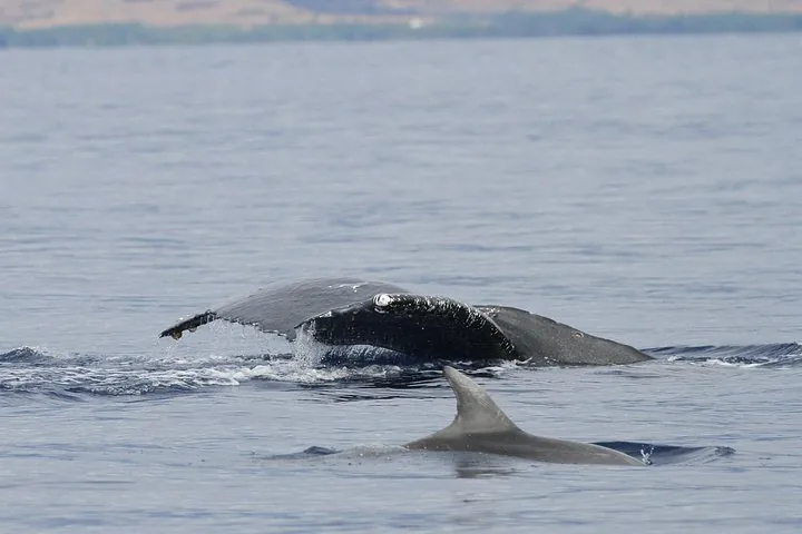 Humpback tail sliding beneath the surface beside a dolphin's curved dorsal fin
