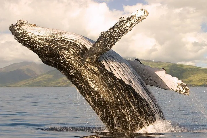 Humpback whale breaching with both pectoral fins raised, green hills and clouds behind