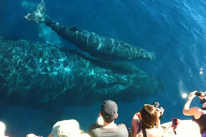 Guests leaning over a boat rail photographing two humpbacks gliding just below the surface