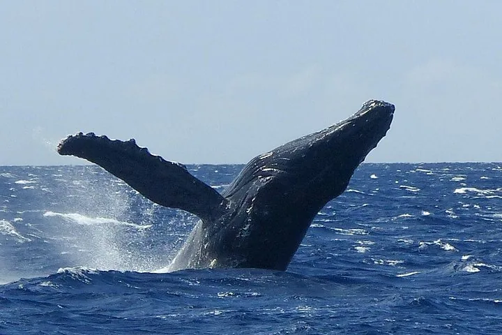 Humpback bursting out of choppy deep-blue water with a long pectoral fin raised