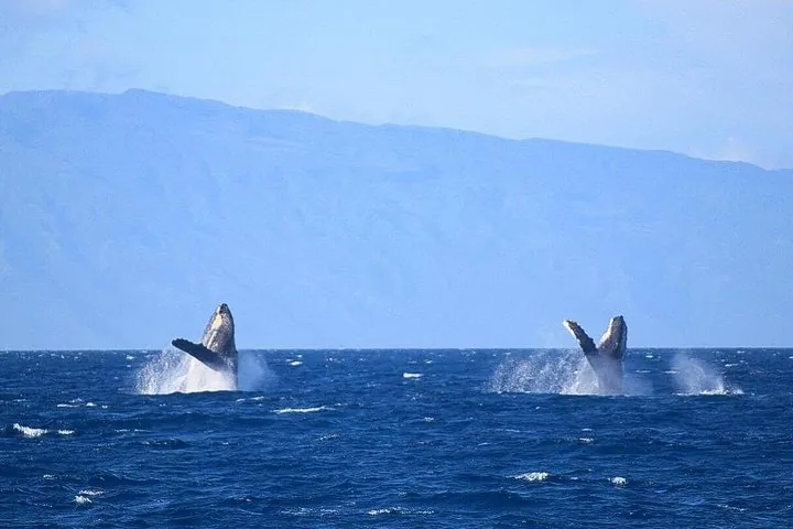 Two humpback whales breaching side by side in front of a hazy mountainous island