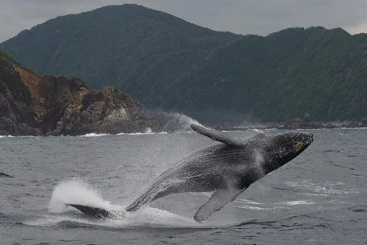 Humpback whale breaching in grey water below a rocky, forested headland