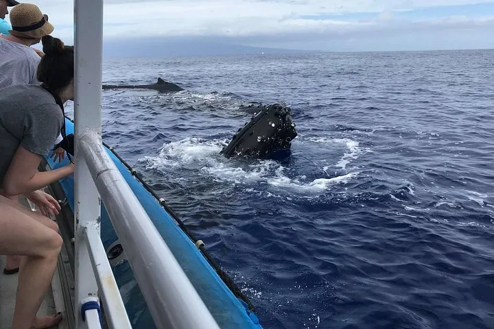 Humpback head rising beside a blue-hulled boat as passengers lean over the rail