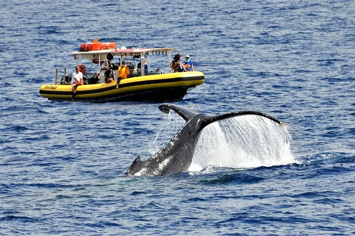 Maui Whale Watching: 2-Hour Small Group Raft Tour from Lahaina