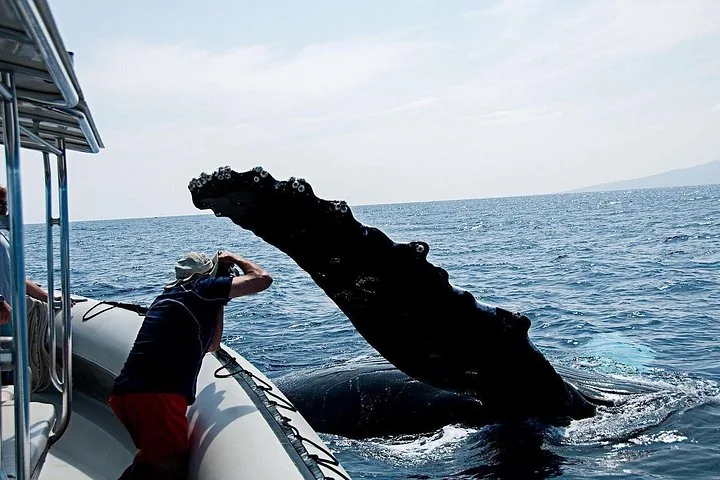 Guest leaning from a raft to photograph a humpback's raised pectoral fin