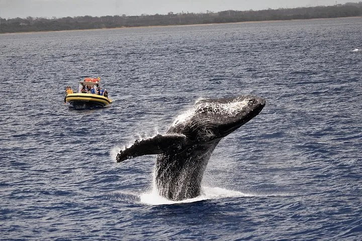 Humpback breaching in the foreground with a small yellow raft of guests behind