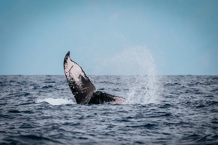 Humpback tail slapping the water and throwing up a cloud of spray