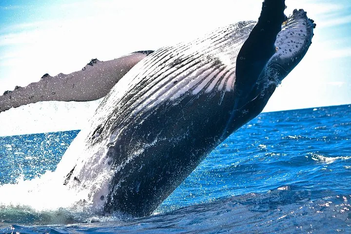 Maui: 2-Hour Ma'alaea Whale Watching Cruise for up to 6 Guests
