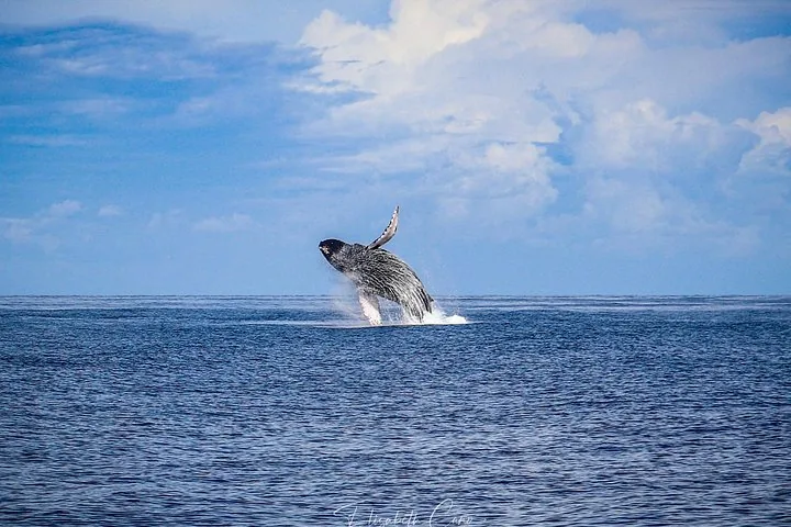 Distant humpback breaching clear of the sea under a wide blue sky with clouds