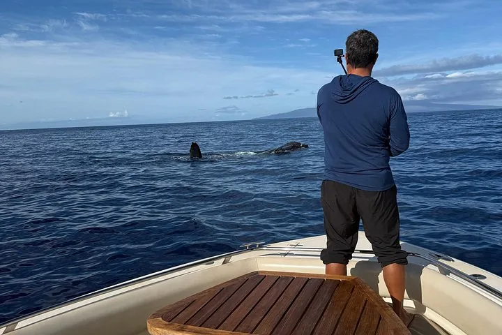 Man on a boat's bow filming two humpbacks surfacing nearby, an island on the horizon