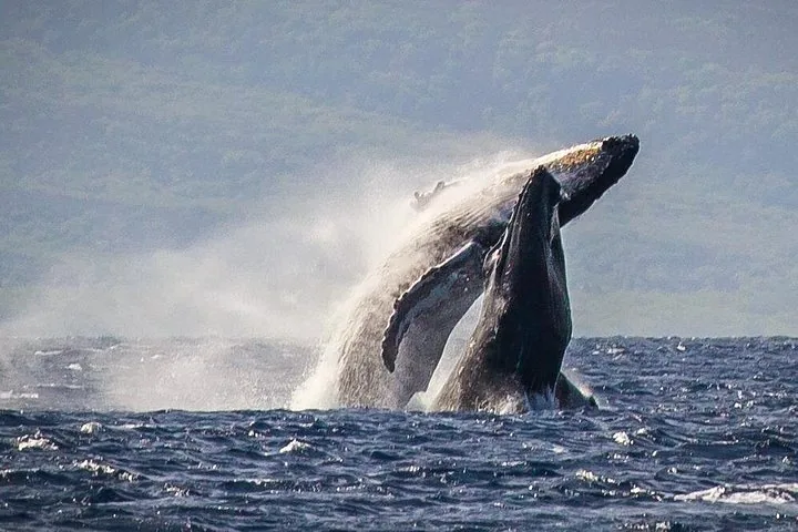 Two humpback whales breaching together in a burst of spray near a hazy shore